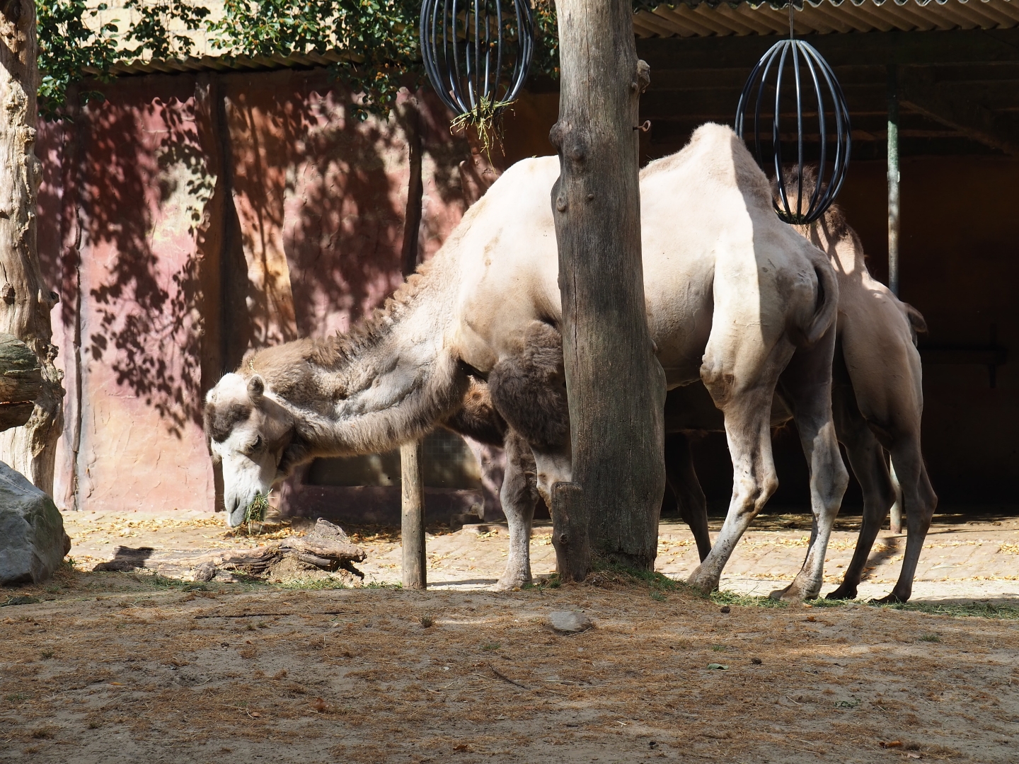Eating Bactrian camels (Camelus bactrianus)