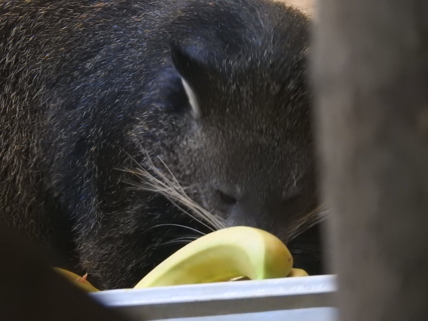 eating binturong