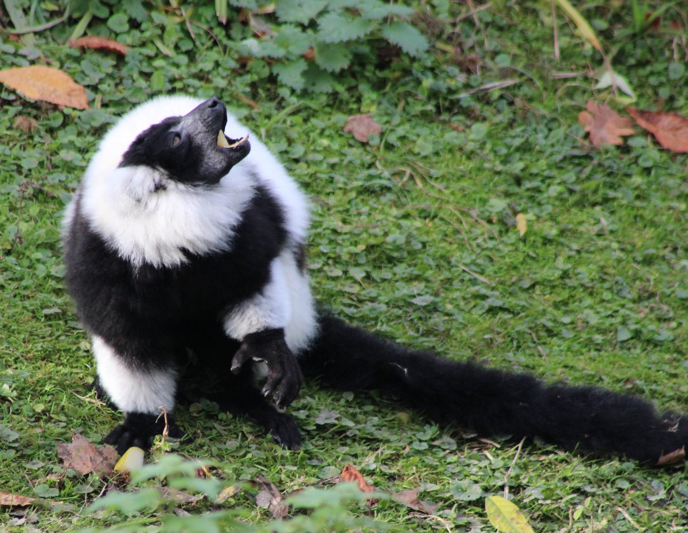 Eating Black and white ruffed lemur