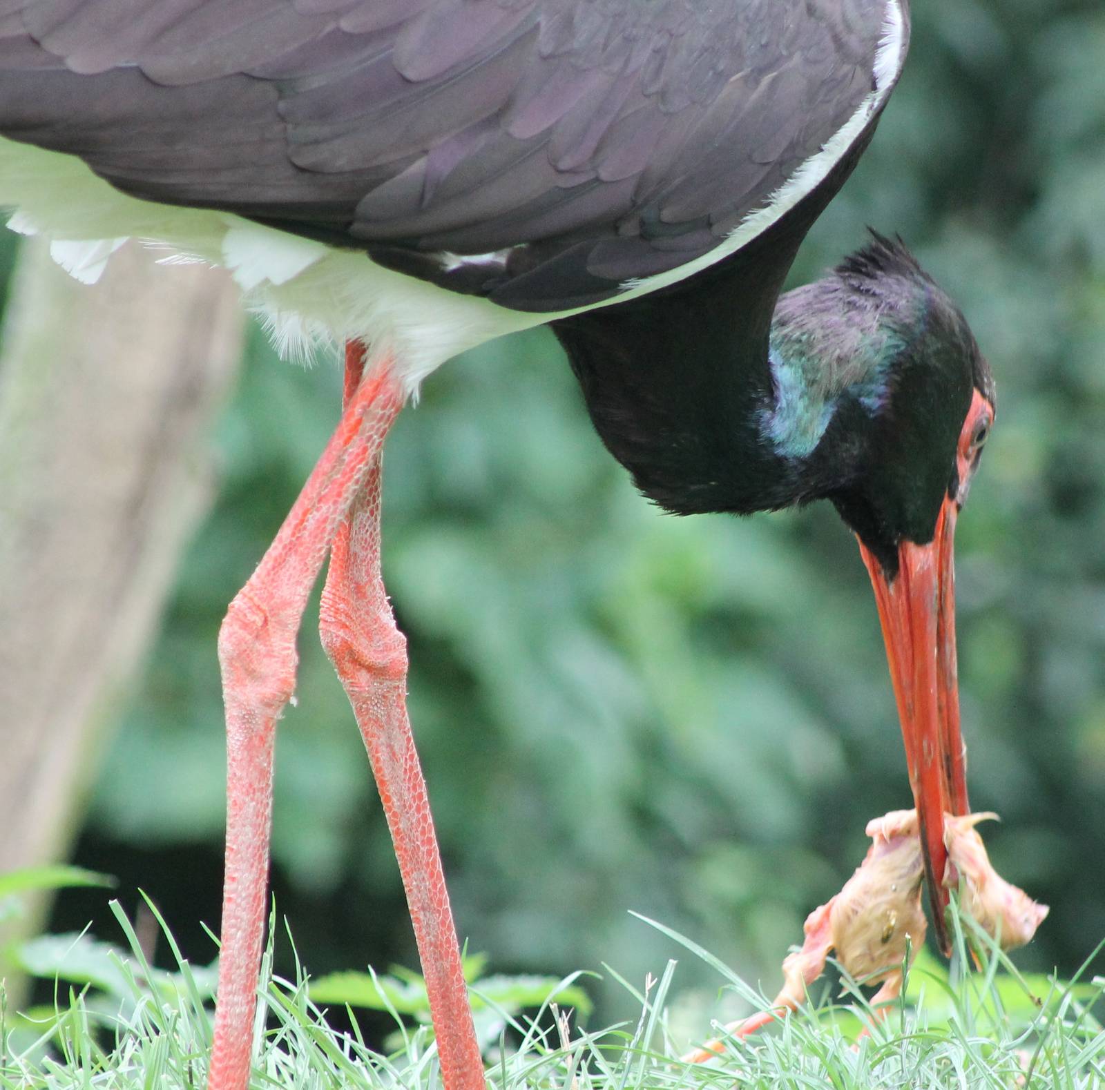 Eating Black stork