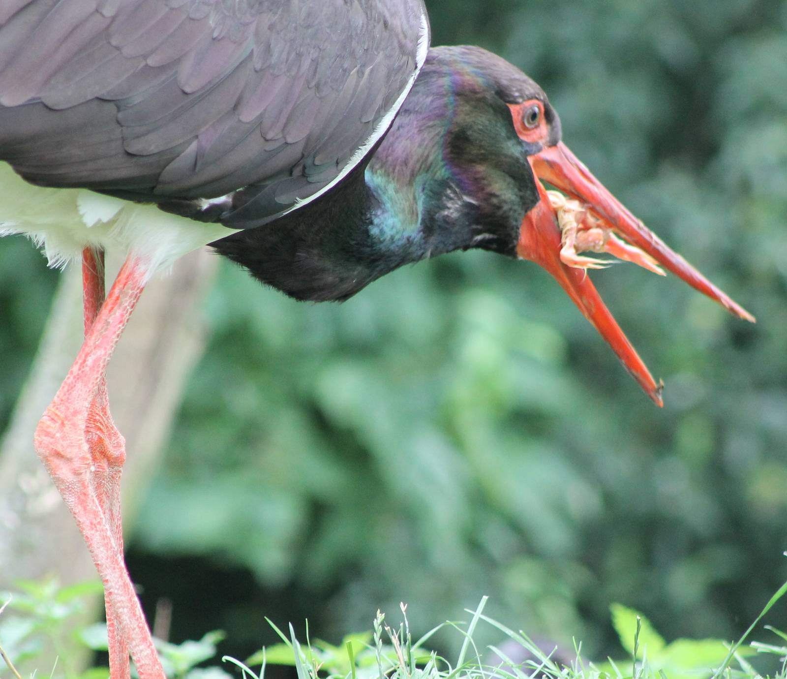 Eating Black stork