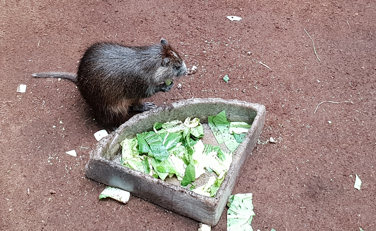 Eating Desmarest's hutia