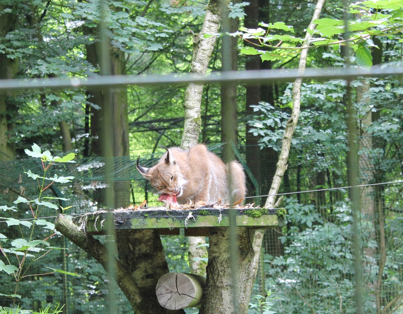 Eating European lynx