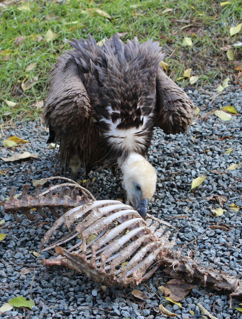 Eating Griffon vulture