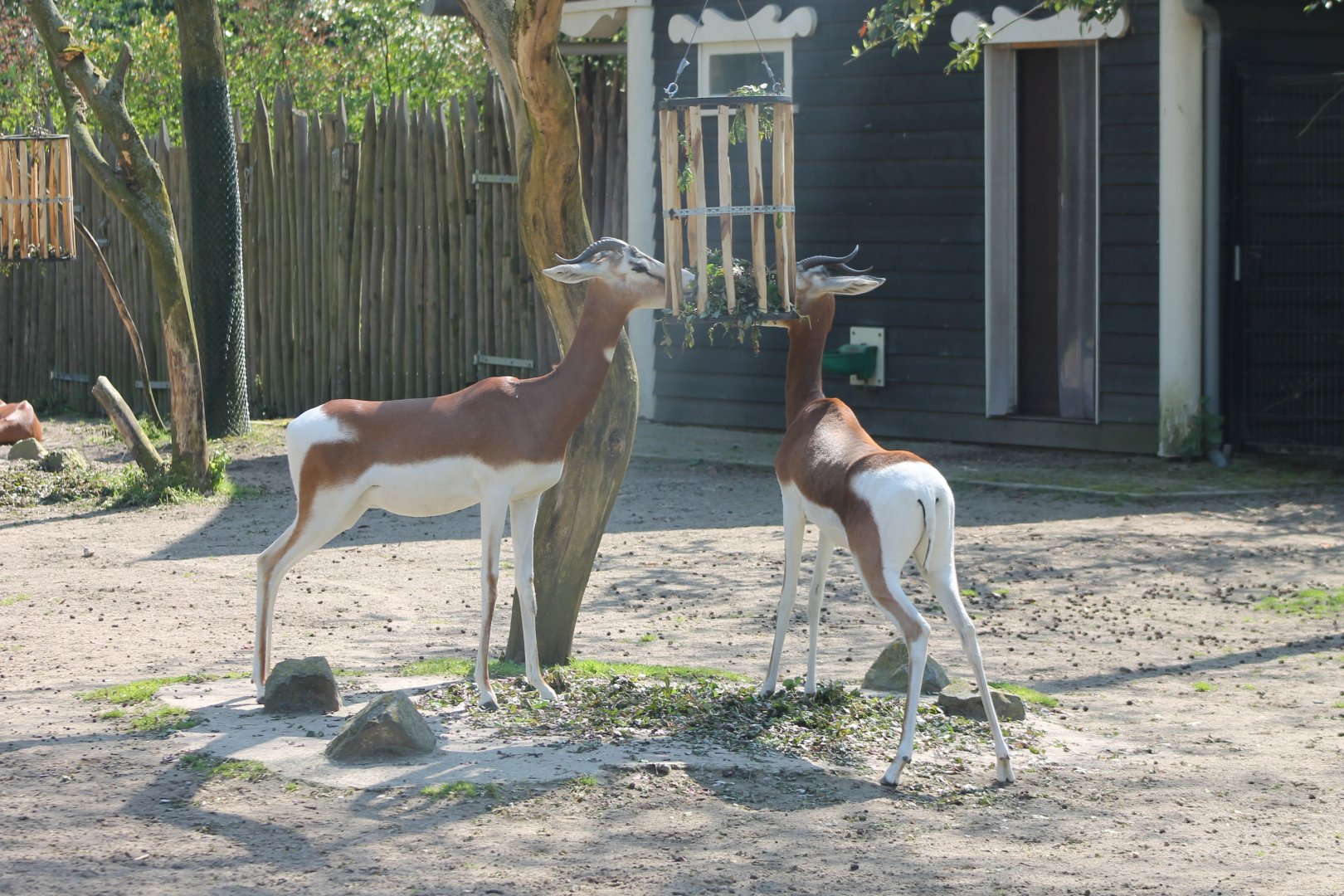 Eating Mhorrr gazelles