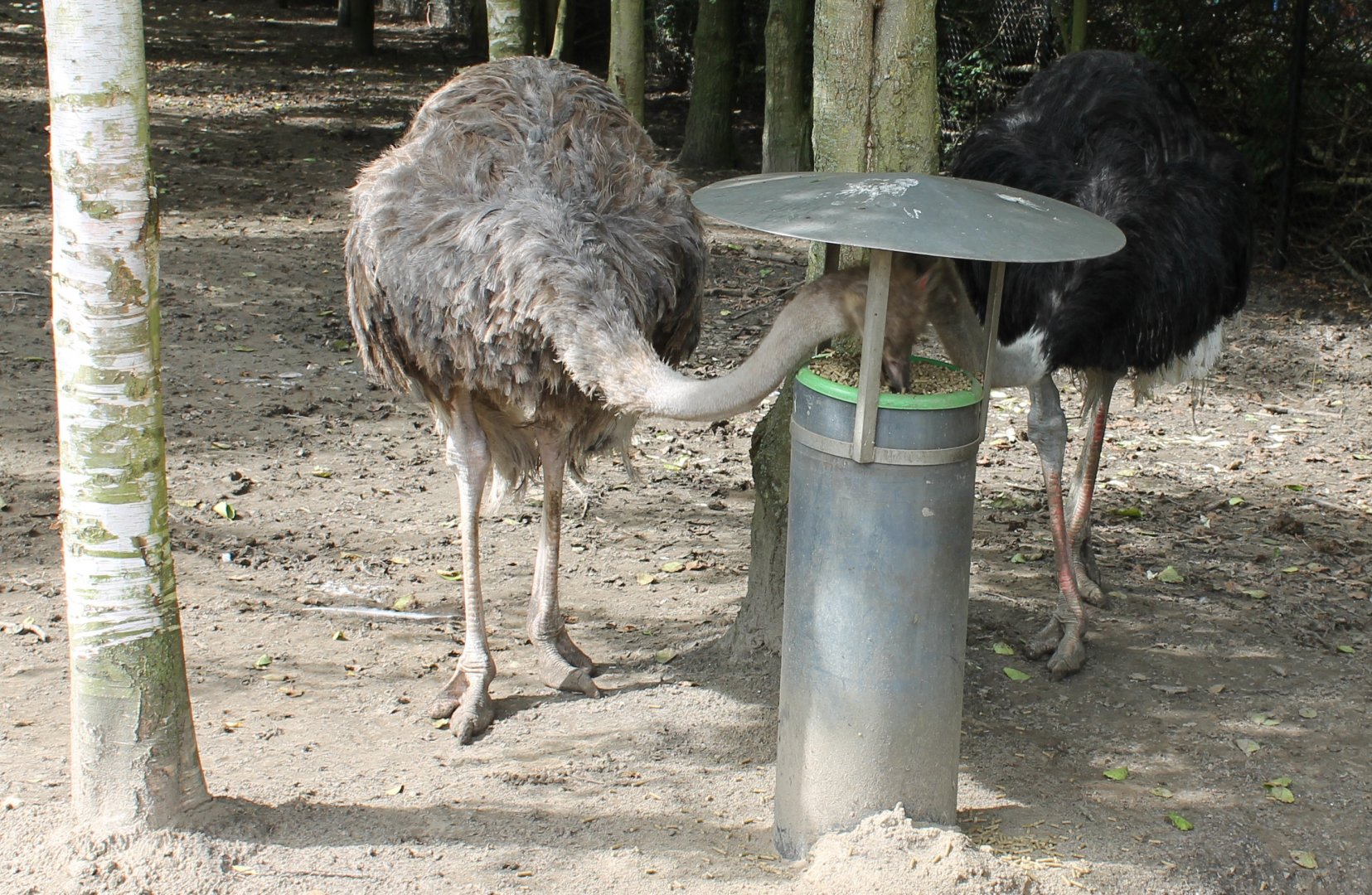 Eating Ostriches