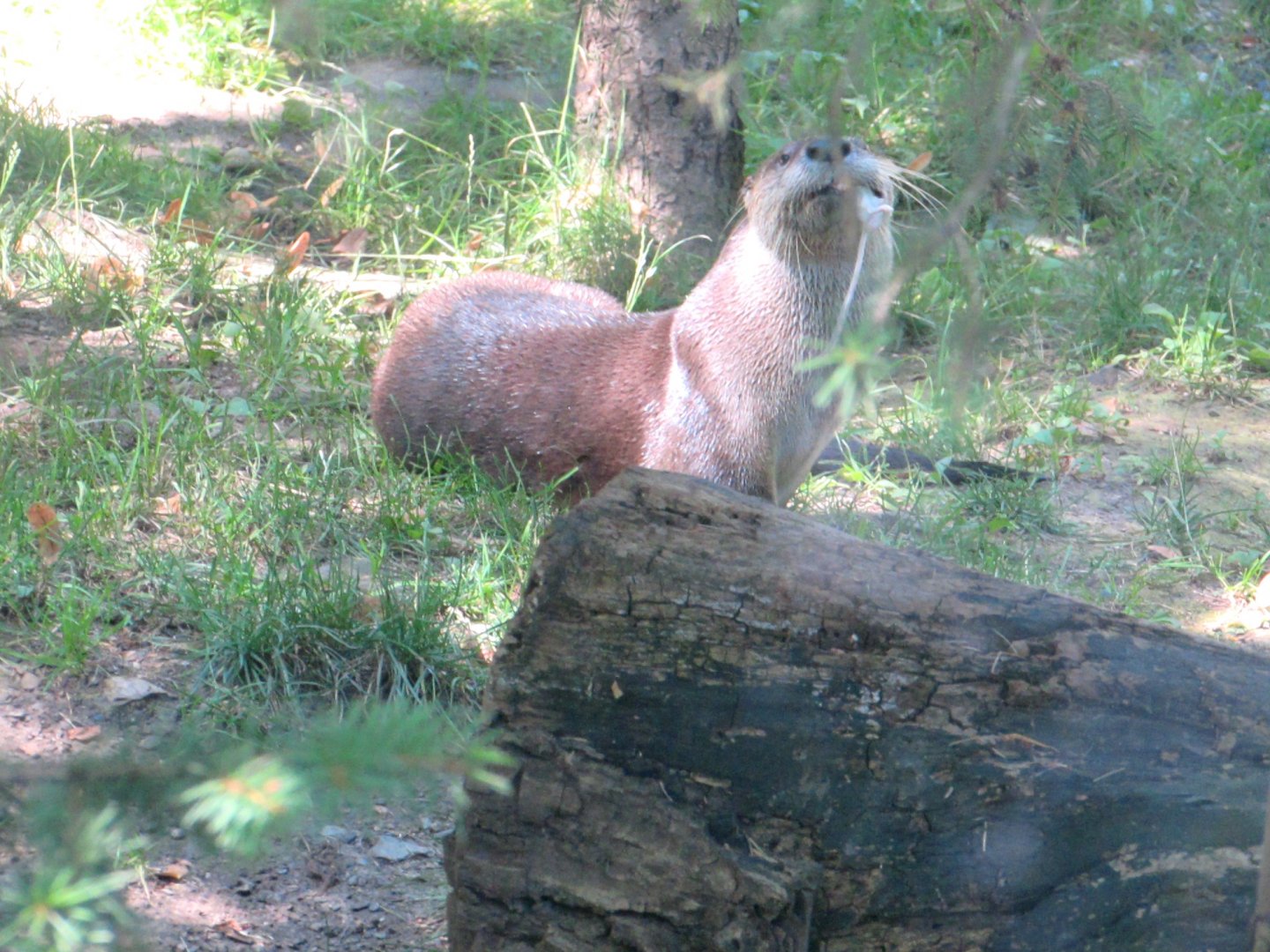 Eating Otter - July/2017