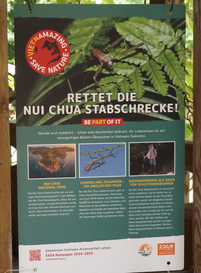 EAZA Vietnamazing campaign signage about the Nui Chua stick insect, 2024-08-05