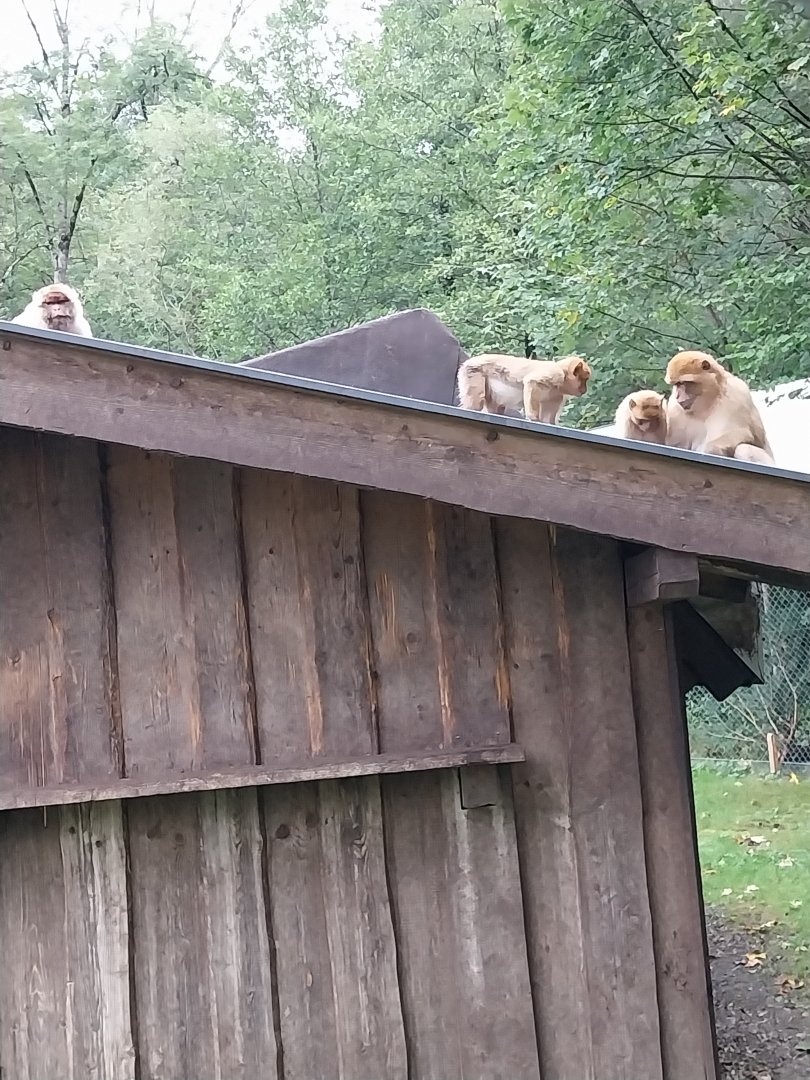 Ebbs Raritätenzoo - Barbary macaque (Macaca sylvanus)