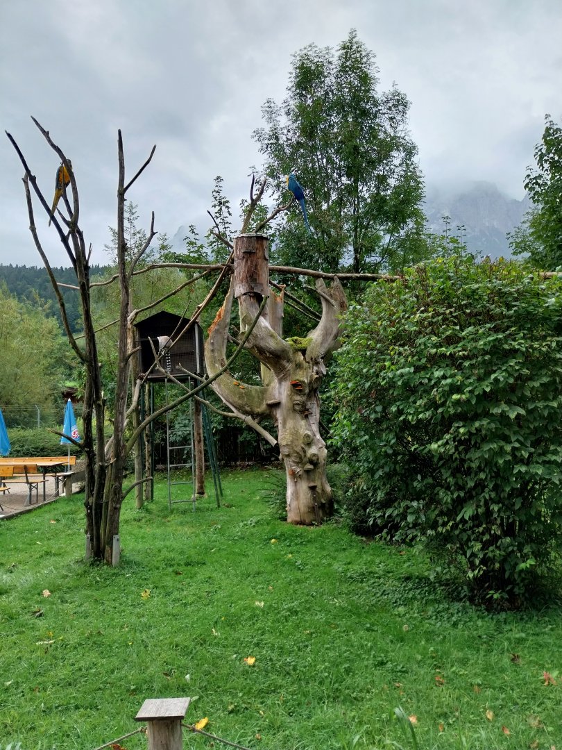 Ebbs Raritätenzoo - Blue and yellow macaw and ringtailed lemur