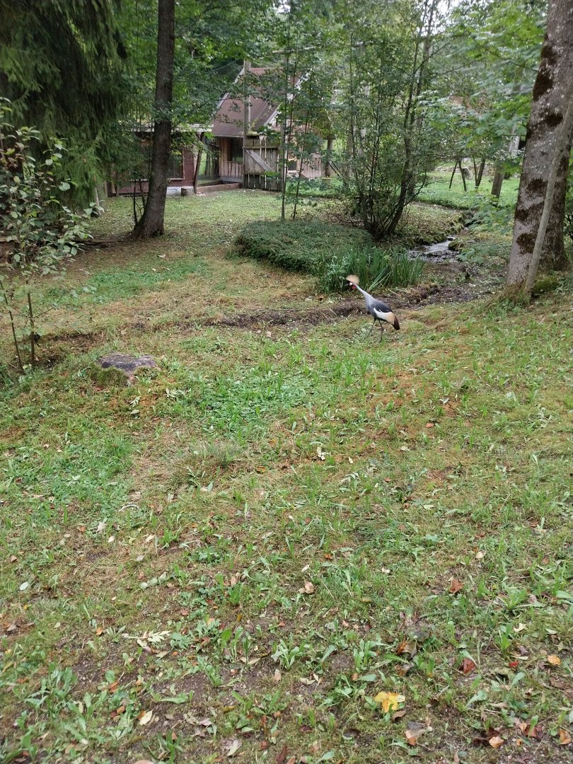 Ebbs Raritätenzoo - Eastern grey-crowned crane (Balearica regulorum gibbericeps)