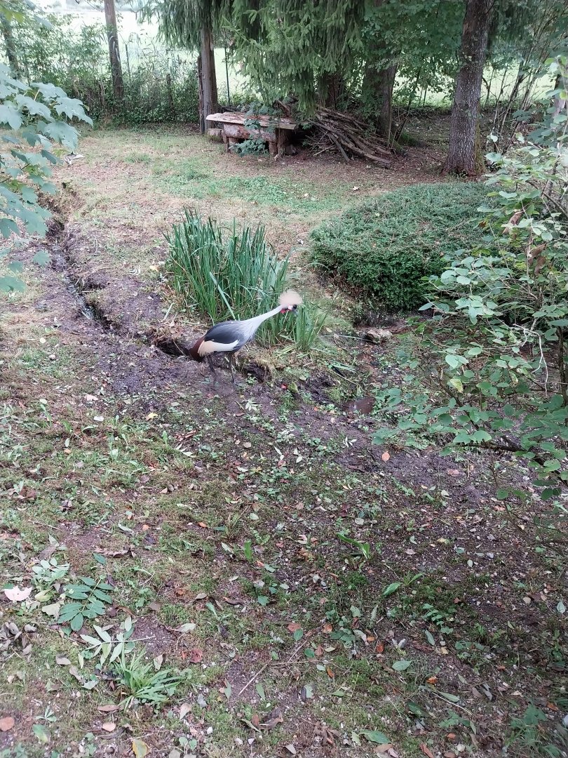 Ebbs Raritätenzoo - Eastern grey-crowned crane (Baleartica regulorum gibbericeps)