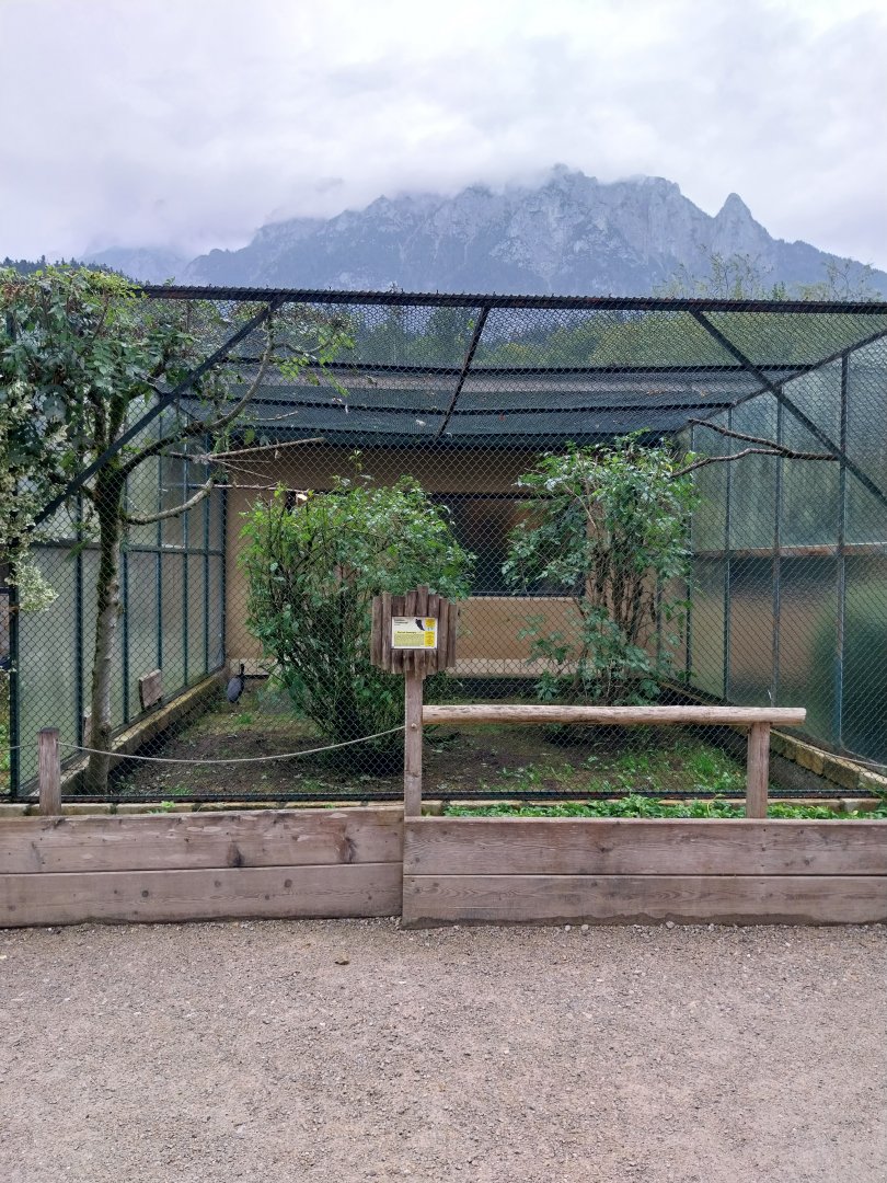 Ebbs Raritätenzoo - Grey-winged trumpeter aviary
