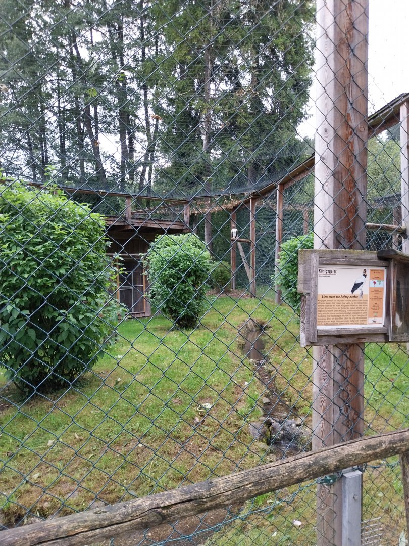 Ebbs Raritätenzoo - King vulture aviary