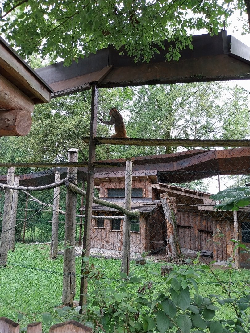 Ebbs Raritätenzoo - Rhesus macaque (Macaca mulatta)