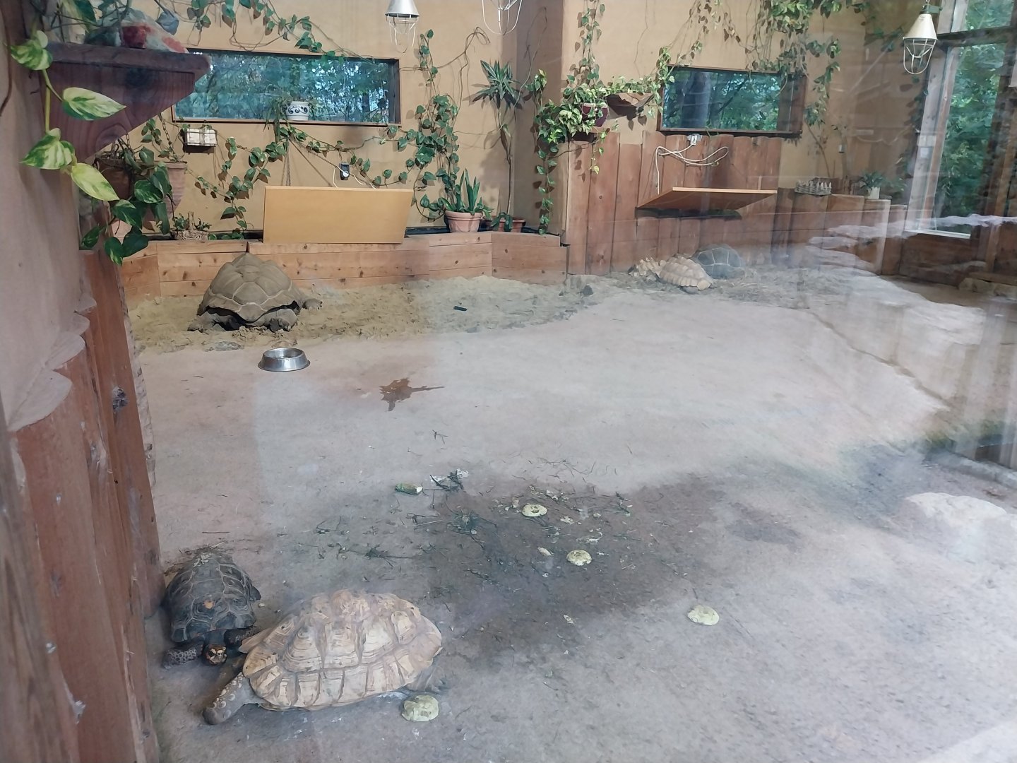 Ebbs Raritätenzoo - Ringtailed lemur house & African giant tortoises house