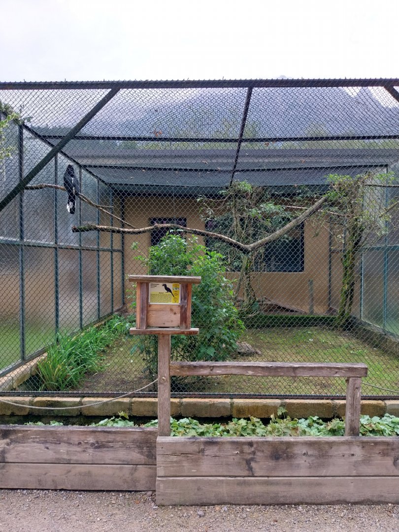 Ebbs Raritätenzoo - Silvery-cheeked hornbill aviary