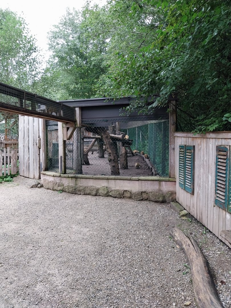 Ebbs Raritätenzoo - South American coati enclosure