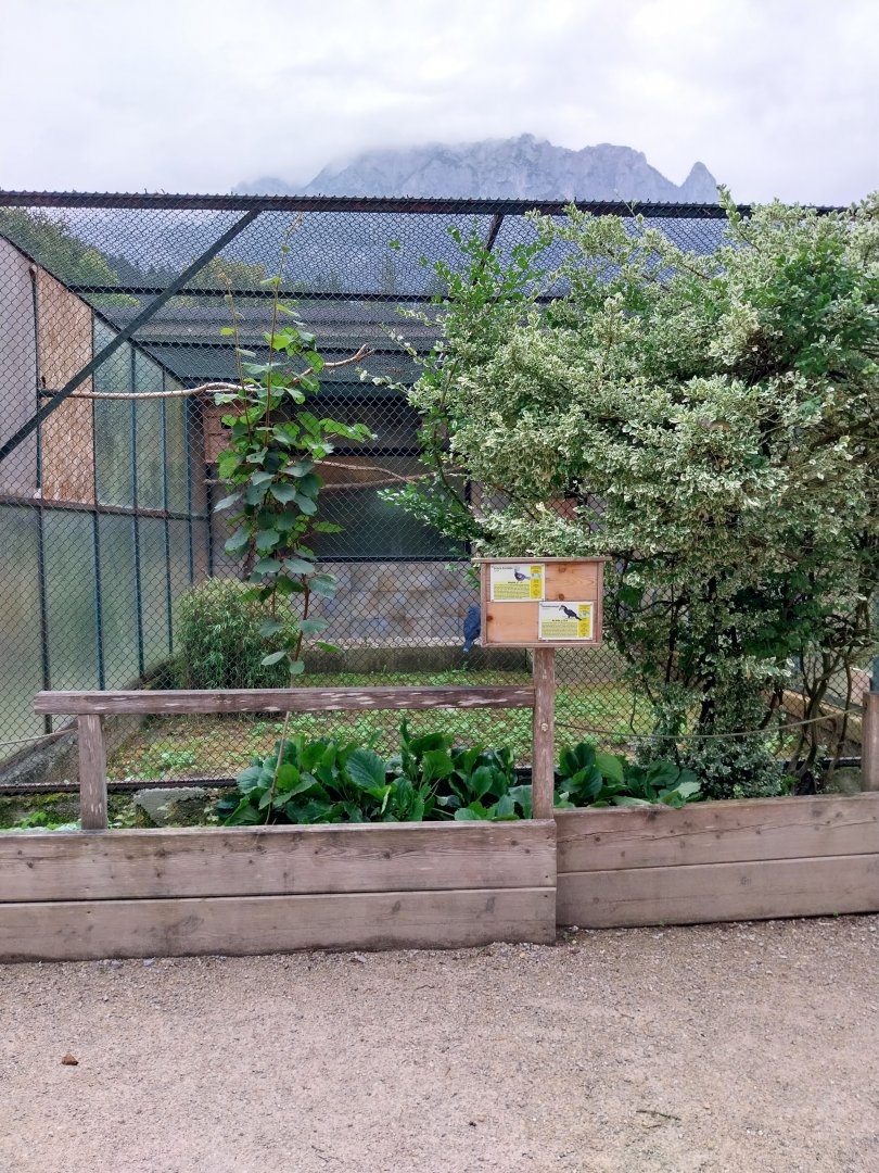 Ebbs Raritätenzoo - Victoria crowned pigeon and black-casqued hornbill aviary