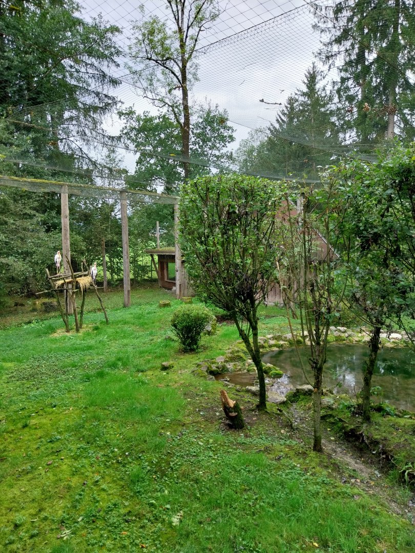 Ebbs Raritätenzoo - Yellow-billed stork aviary