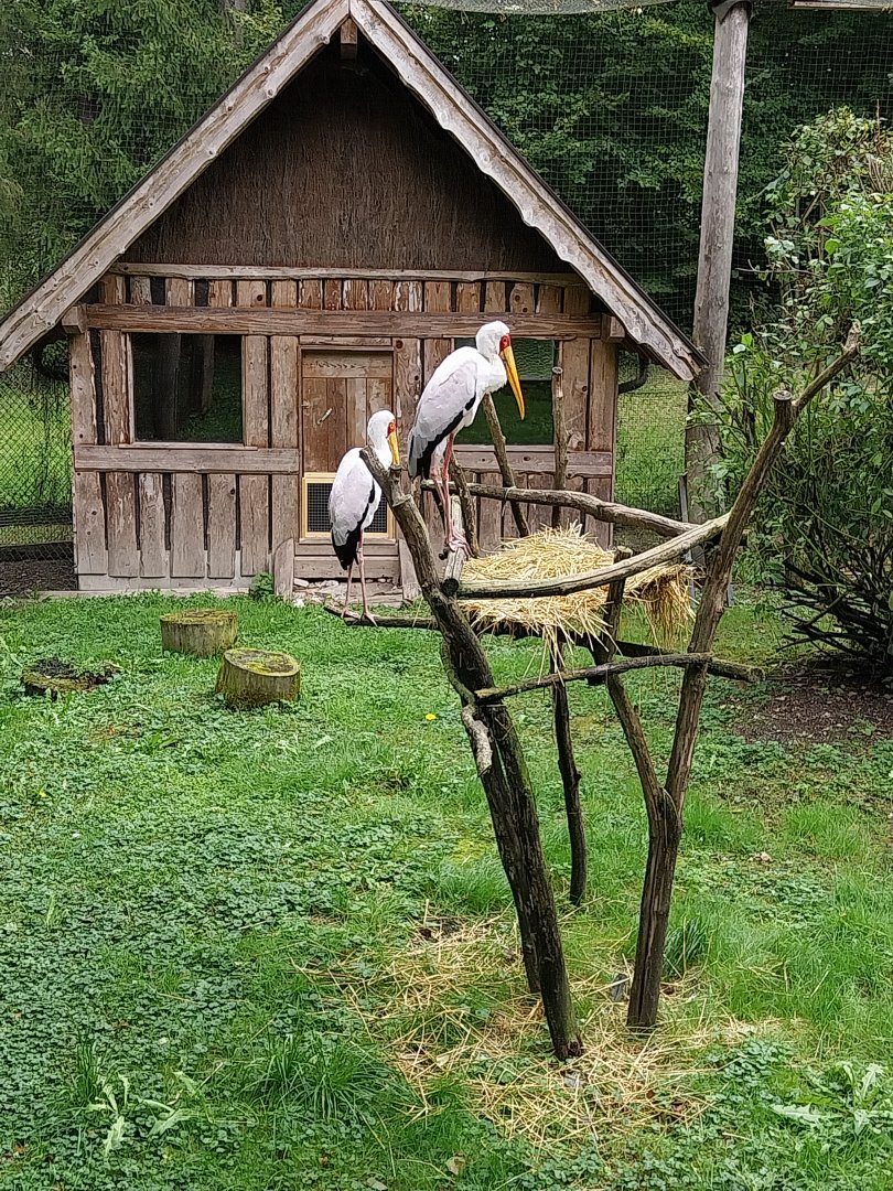 Ebbs Raritätenzoo - Yellow-billed stork (Mycteria ibis)