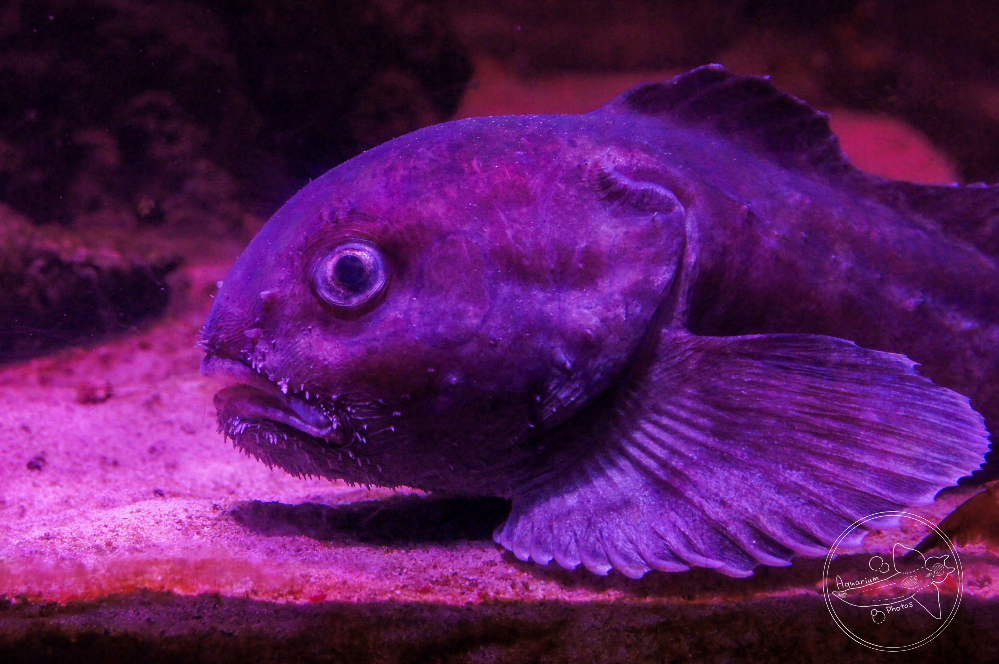 Ebinania vermiculata