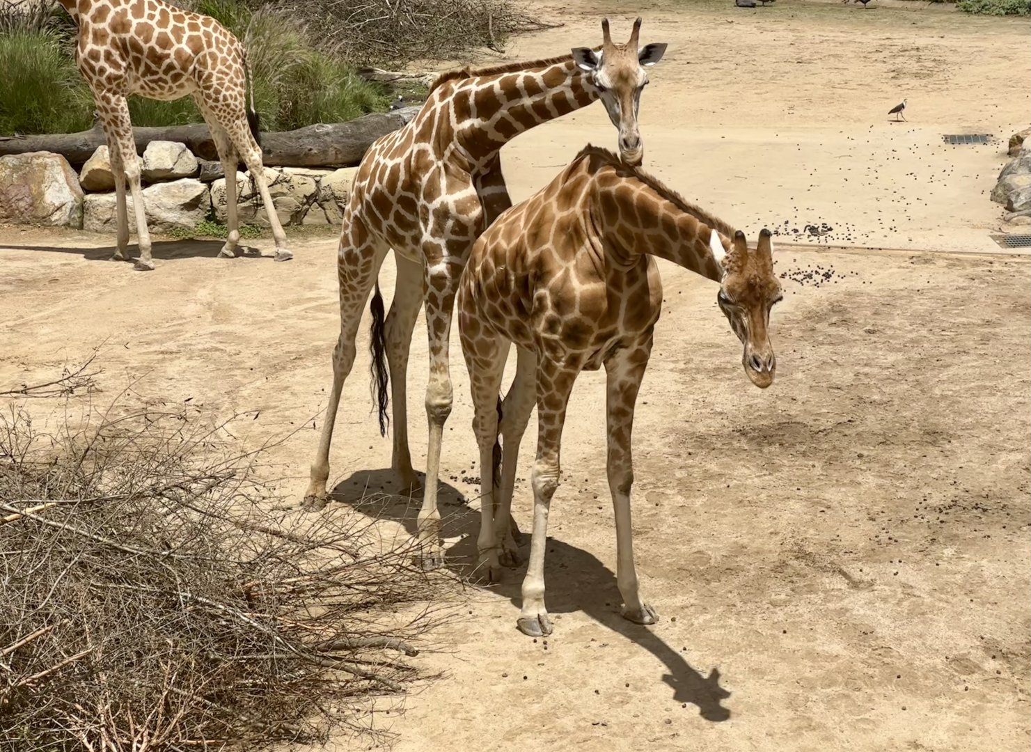 Ebo and Zarafa (Giraffe)