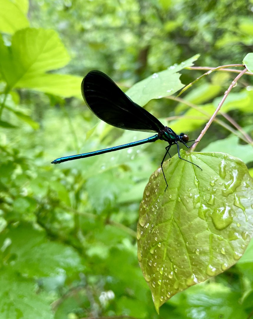Ebony Jewelwing