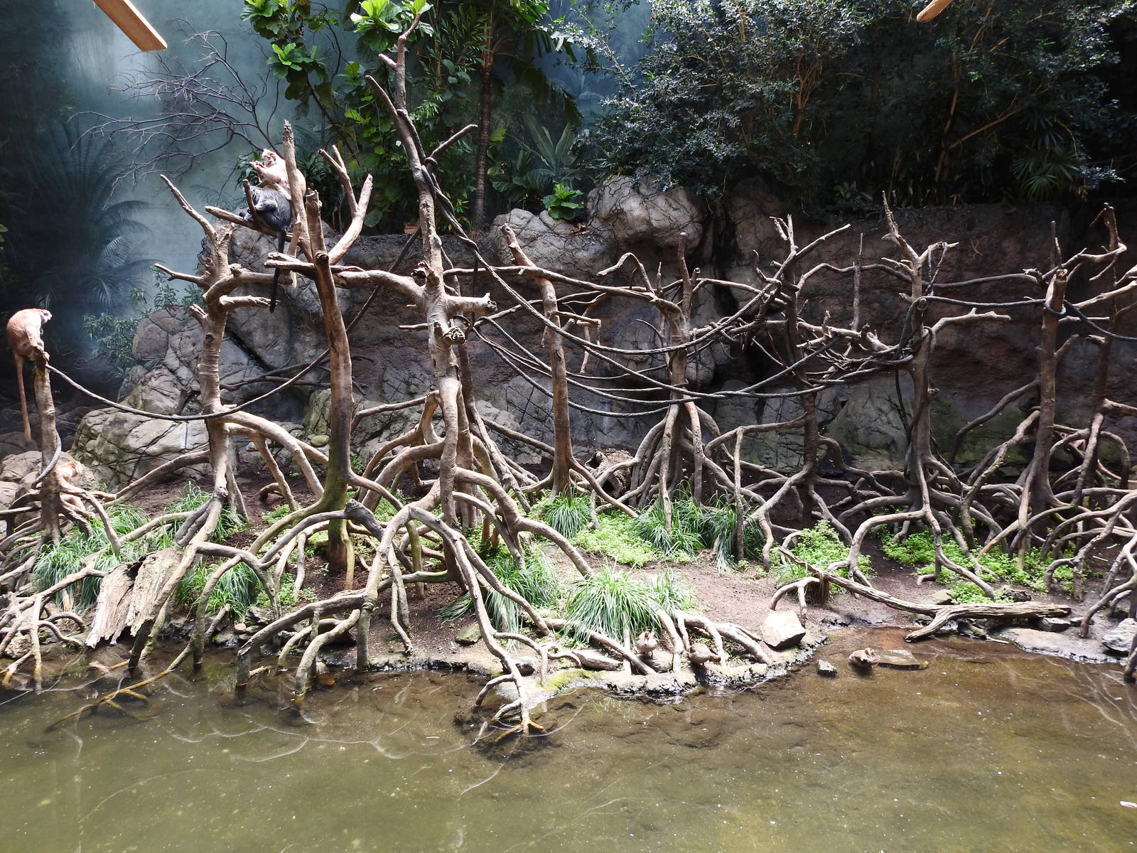 Ebony Langur Enclosure