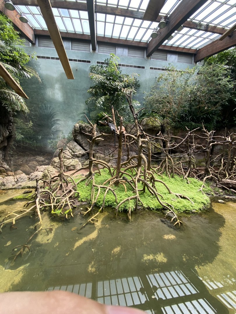 Ebony Langur Exhibit - Bronx Zoo