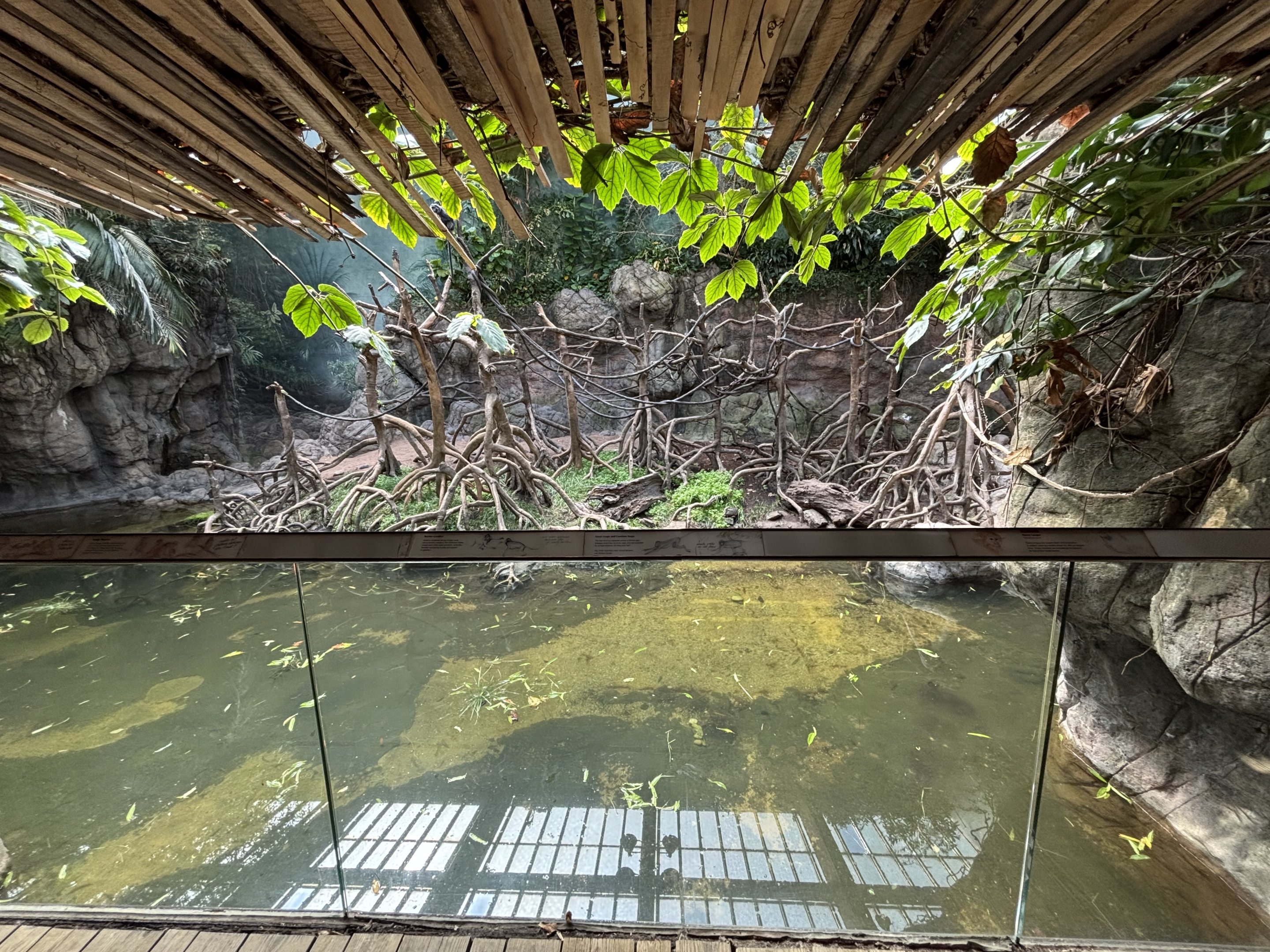 Ebony Langur Exhibit