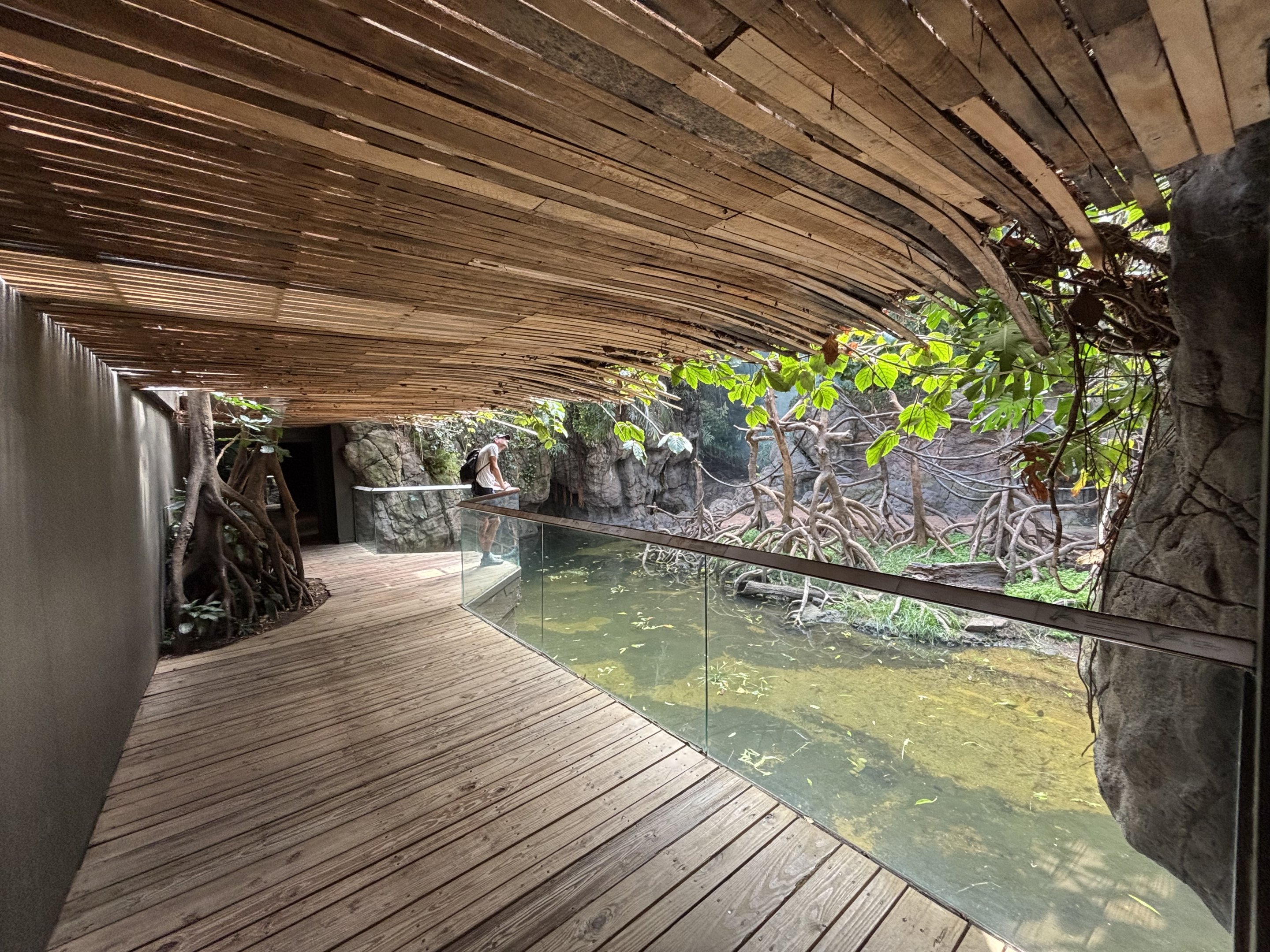 Ebony Langur Exhibit