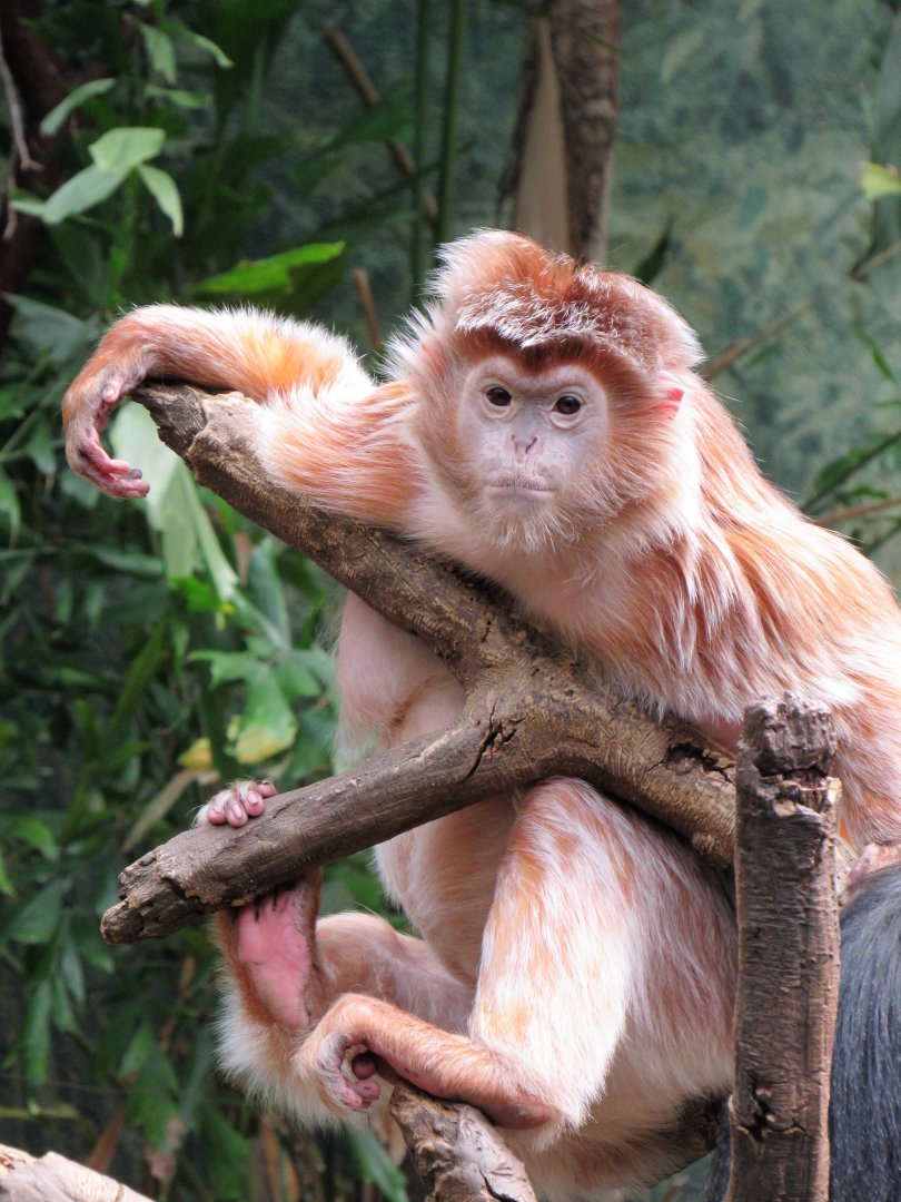 Ebony langur (Javan luntung)