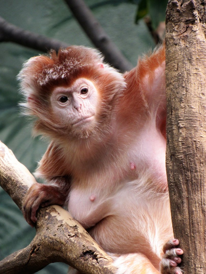 Ebony langur (Javan luntung)