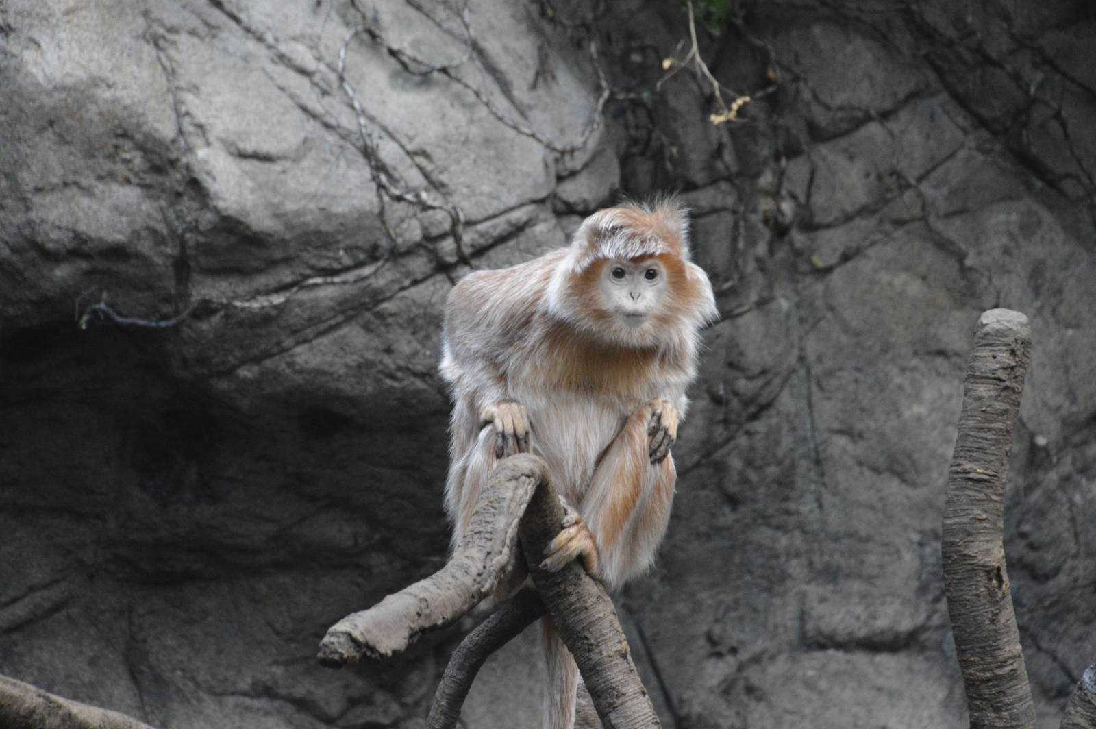 Ebony Langur - Jungle World 031215