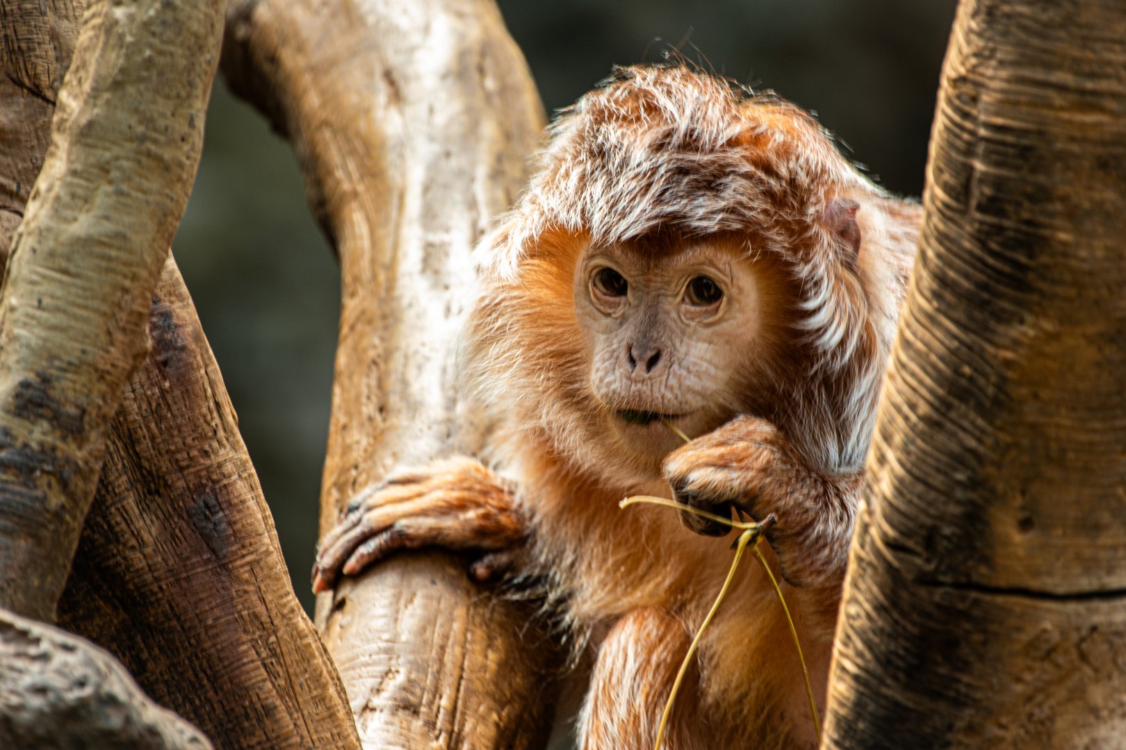 Ebony Langur (Trachypithecus auratus) Jungle World - Bronx Zoo, April 2025