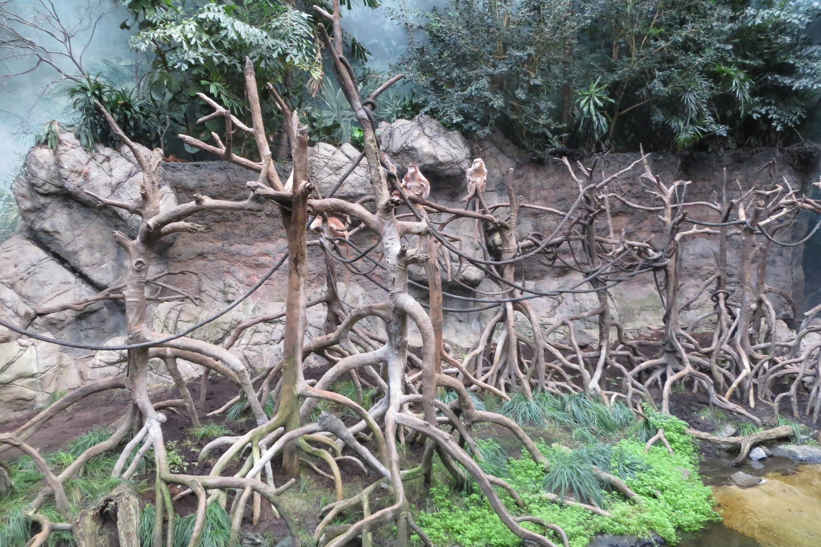 Ebony Langurs - Jungle World 031215