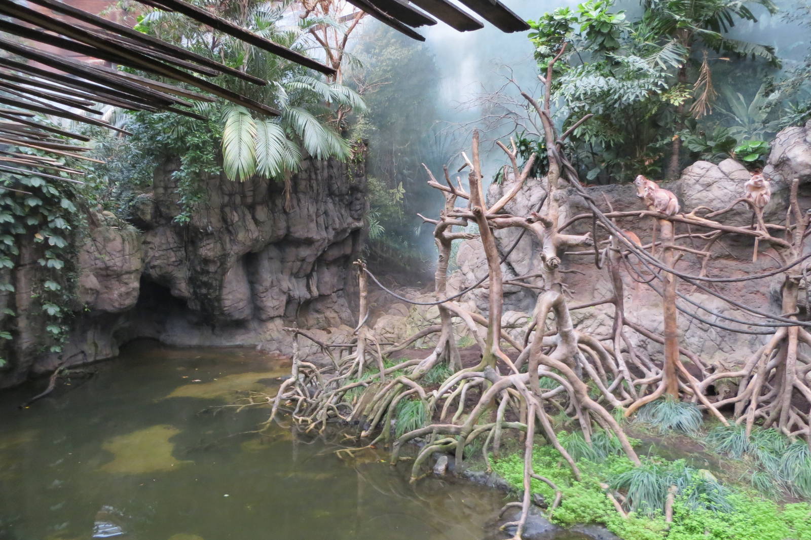 Ebony Langurs - Jungle World 031215