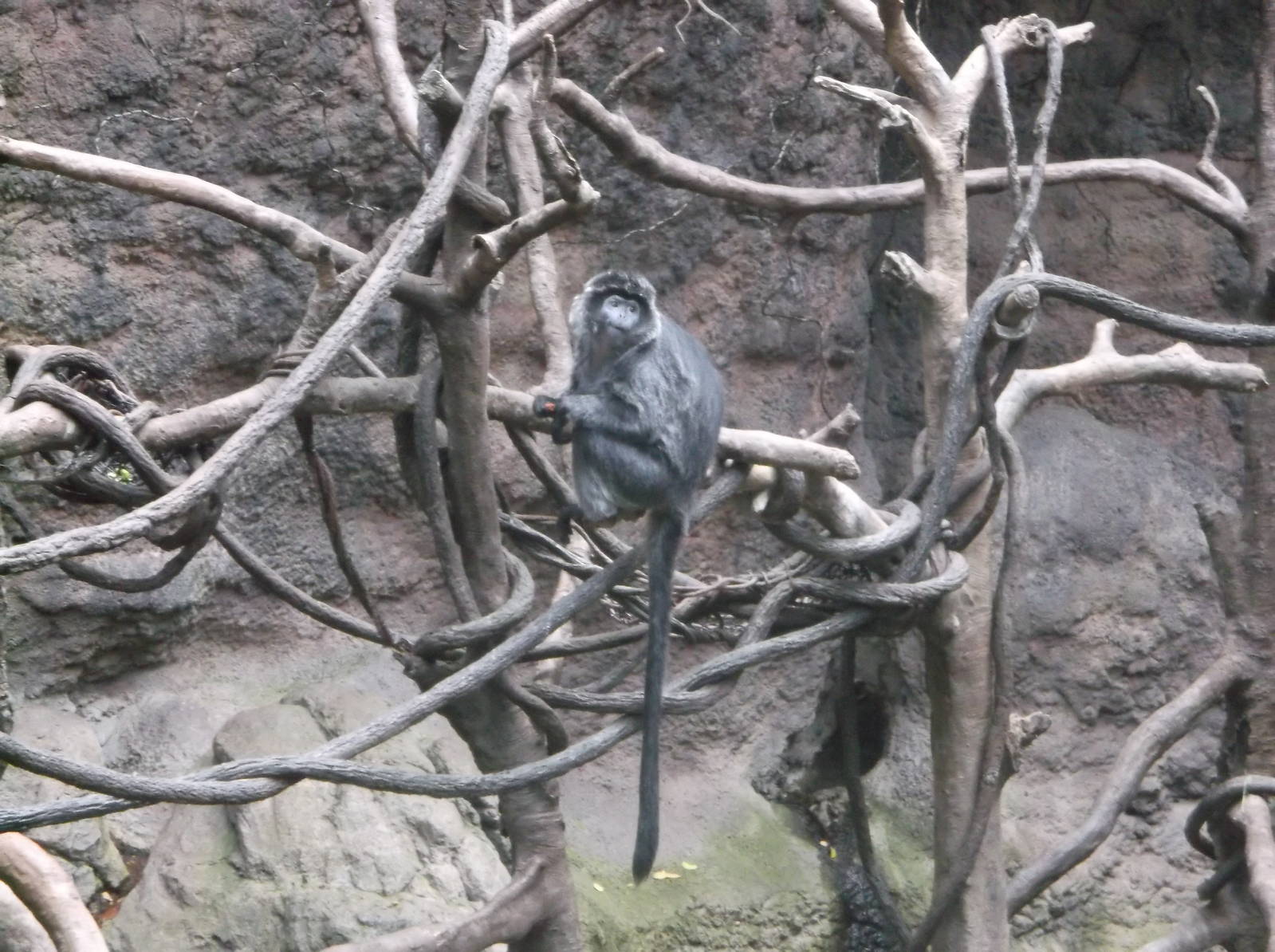 Ebony Lutung