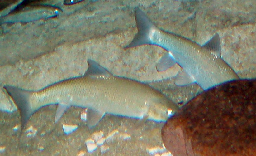 Ebro Barbel (Barbus graellsii)