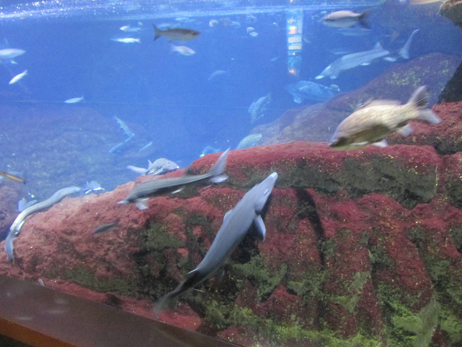 Ebro delta tank barcelona aquarium