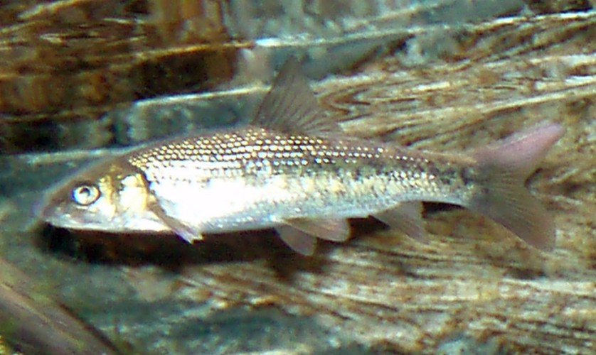 Ebro Madrilla (Chondrostoma miegii)