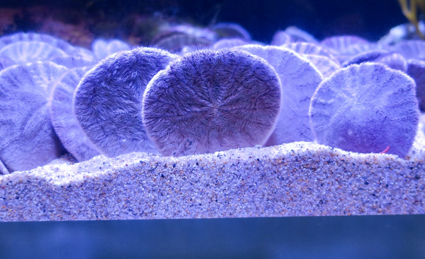 Eccentric Sand Dollar (Dendraster excentricus)