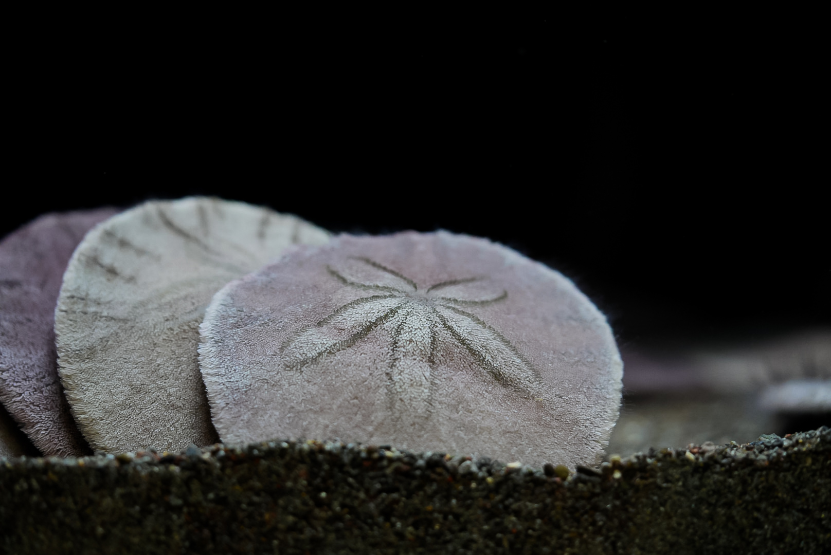 Eccentric Sand Dollar