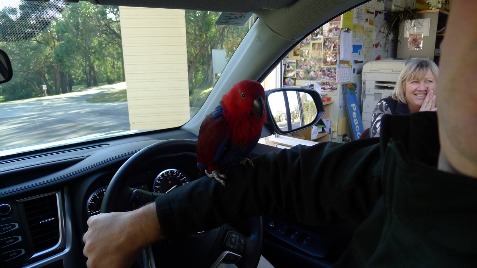 Ecelectus Parrot at teh entrance gates