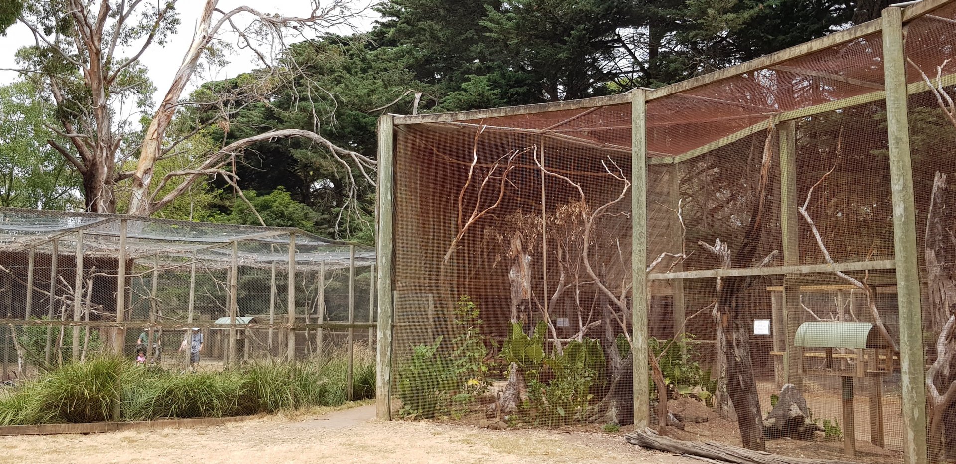 Ecelectus parrot avairy with waterbird avairy to the side