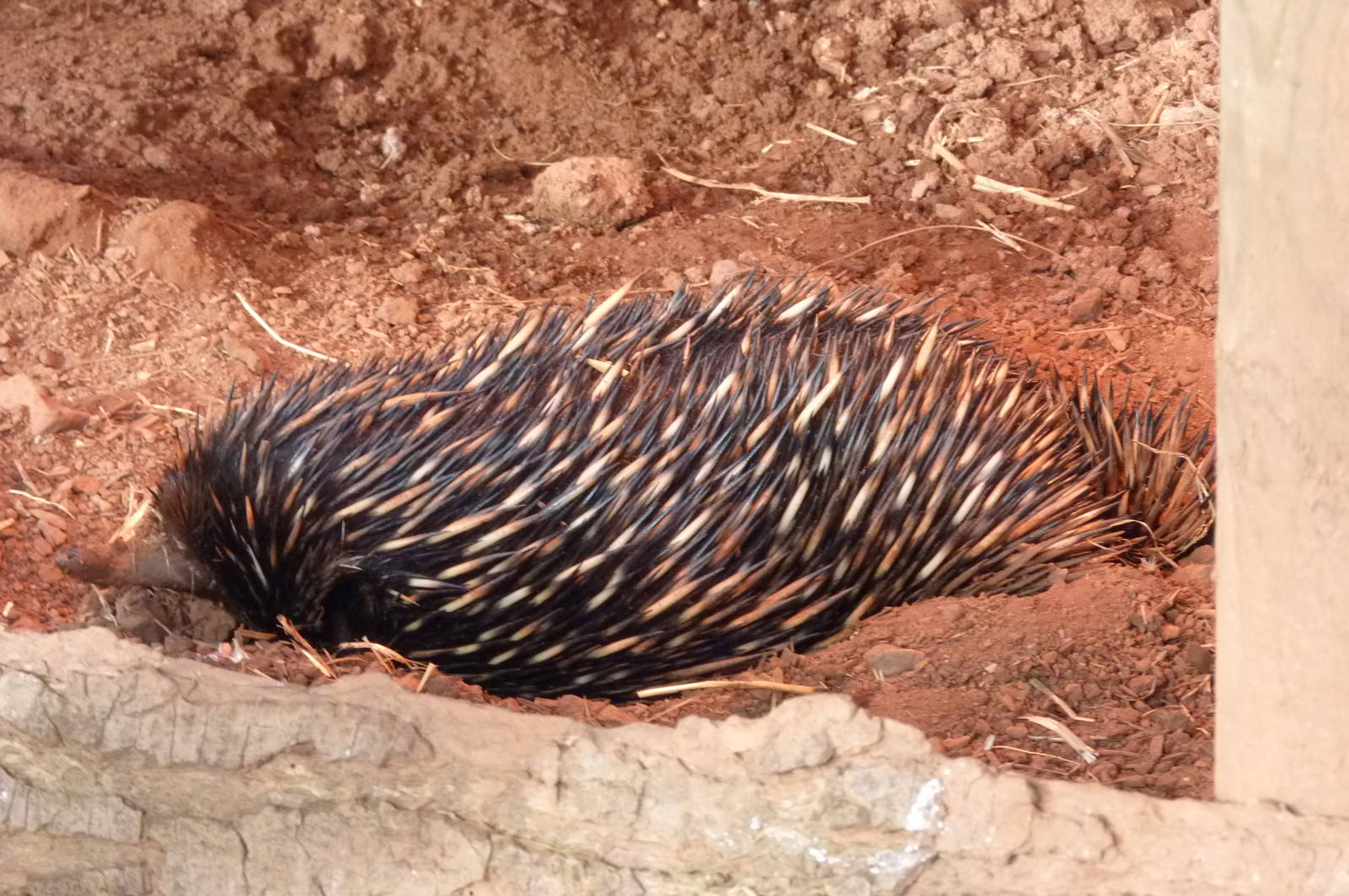 Echidna, 9 January 2013