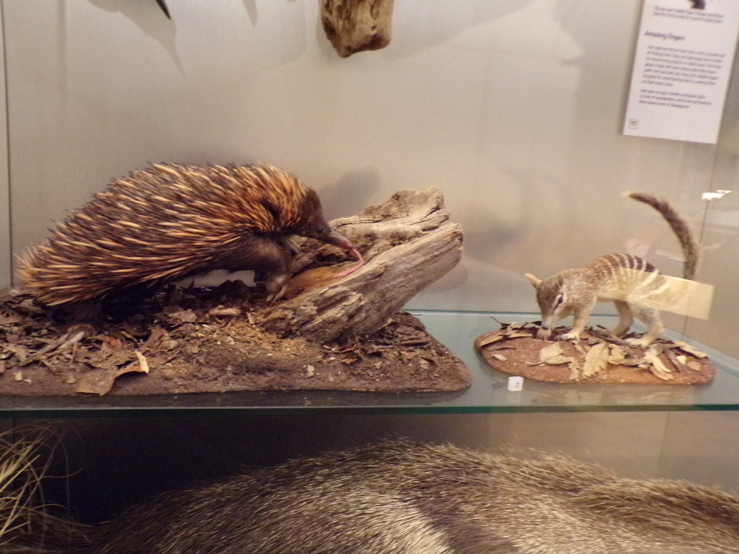 Echidna and a numbat 26.8.23