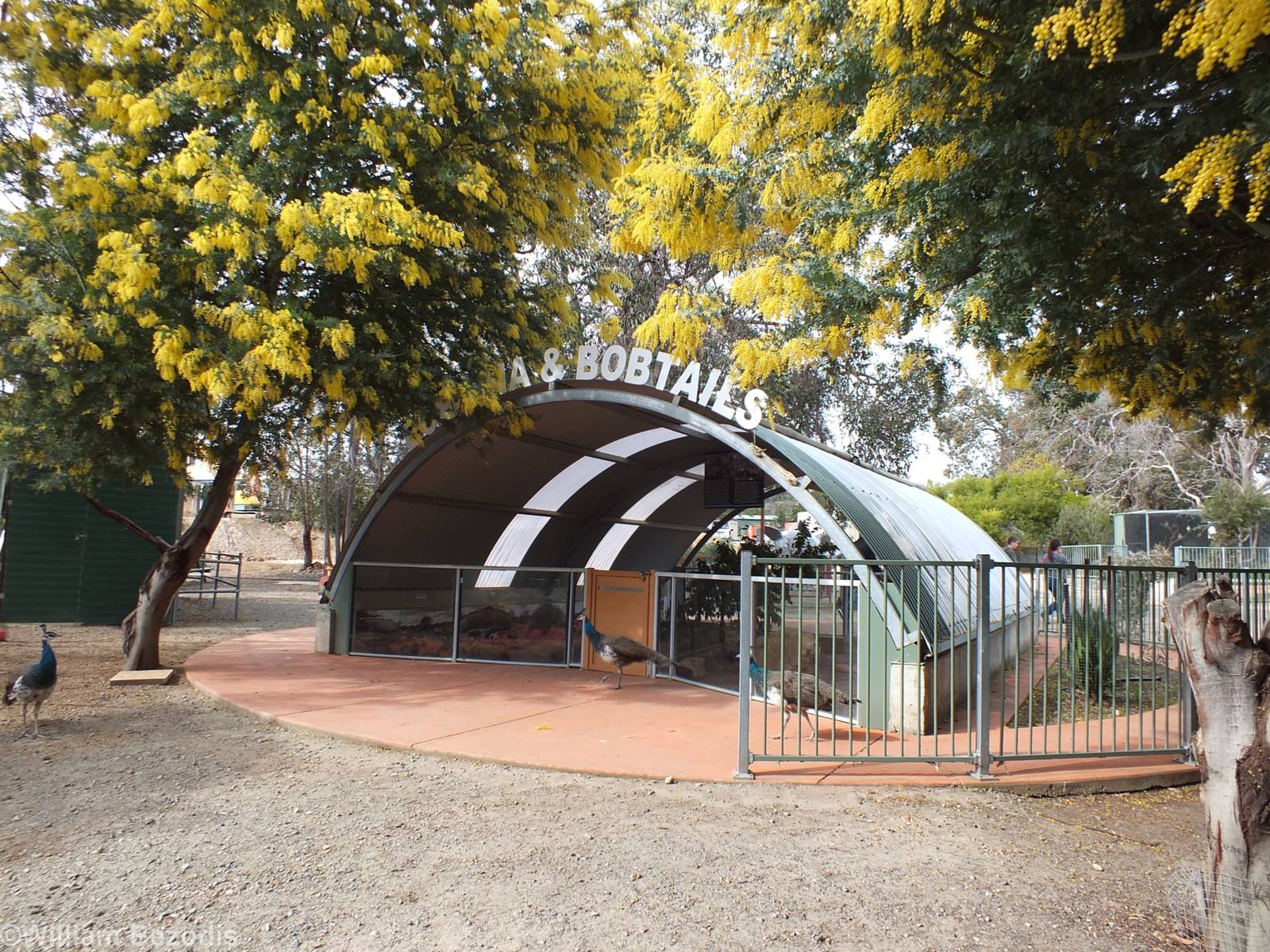 Echidna and Bobtail Enclosure - Cohunu Koala Park