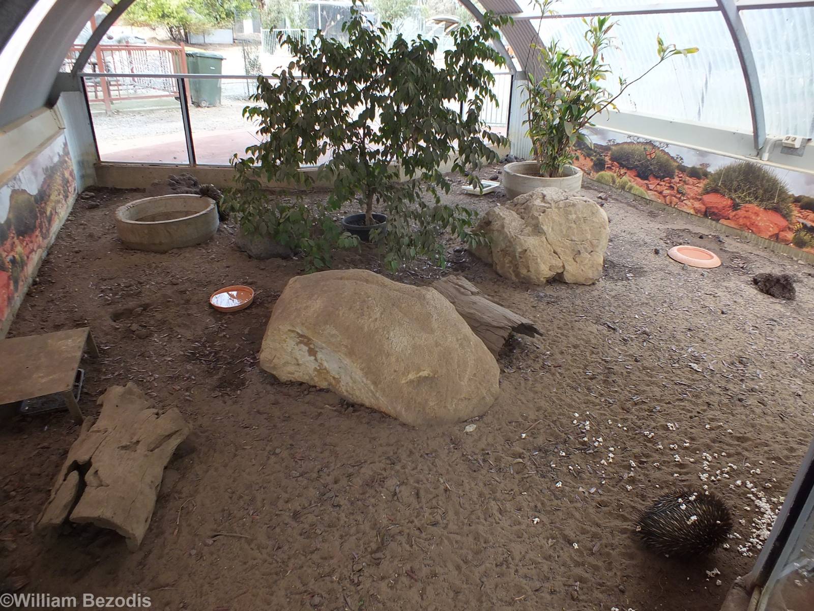 Echidna and Bobtail Enclosure - Cohunu Koala Park